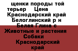 щенки породы той-терьер  › Цена ­ 7 000 - Краснодарский край, Белоглинский р-н, Белая Глина с. Животные и растения » Собаки   . Краснодарский край